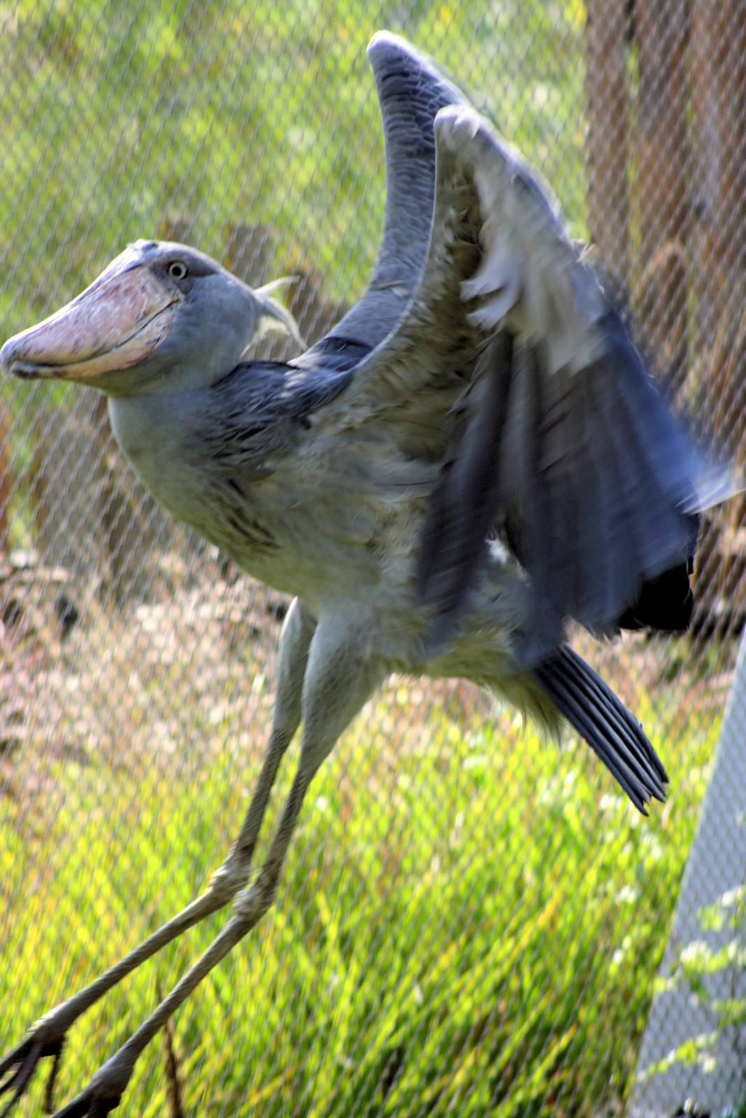 Shoebill landing; Prague; 4th September 2012