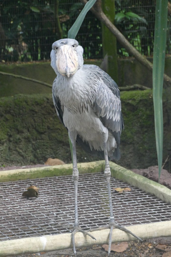 Shoebill (Looking at me)