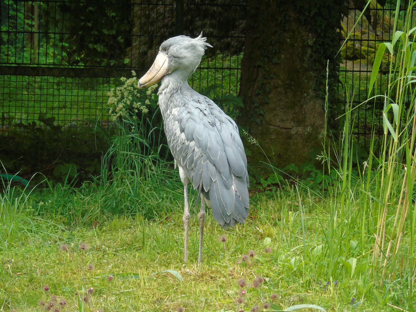 Shoebill - May 2017