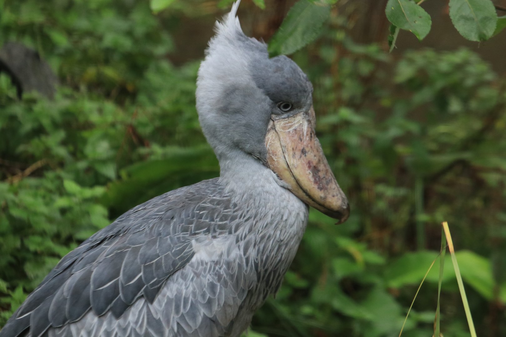 Shoebill (November 2019)