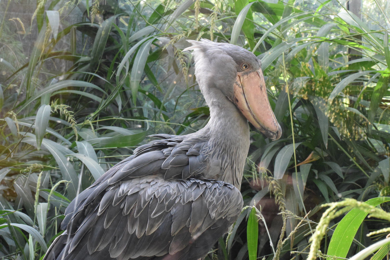 Shoebill - October 2023