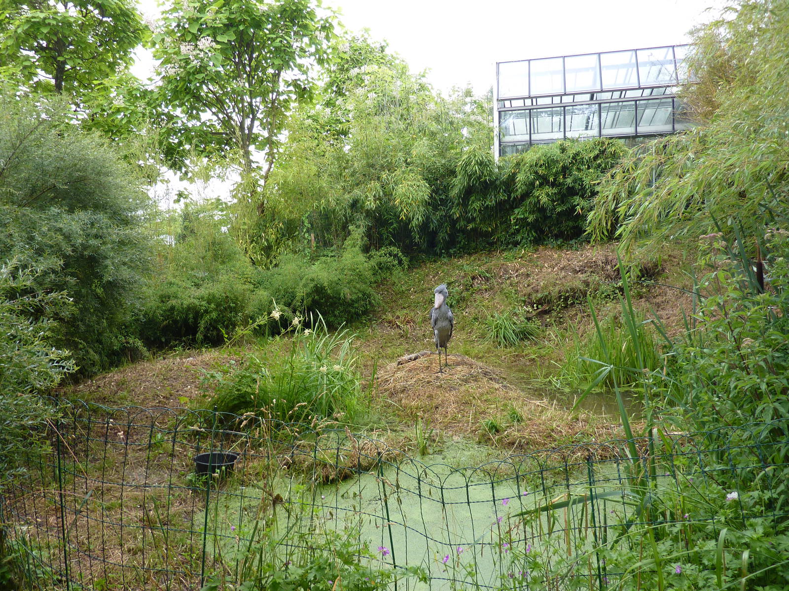 Shoebill outdoor enclosure