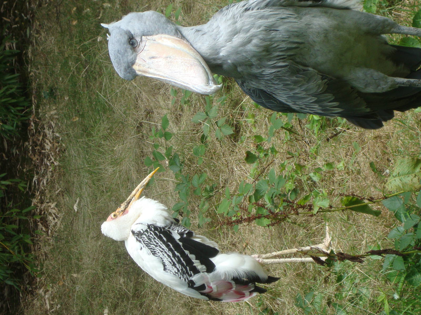 Shoebill/Painted stork