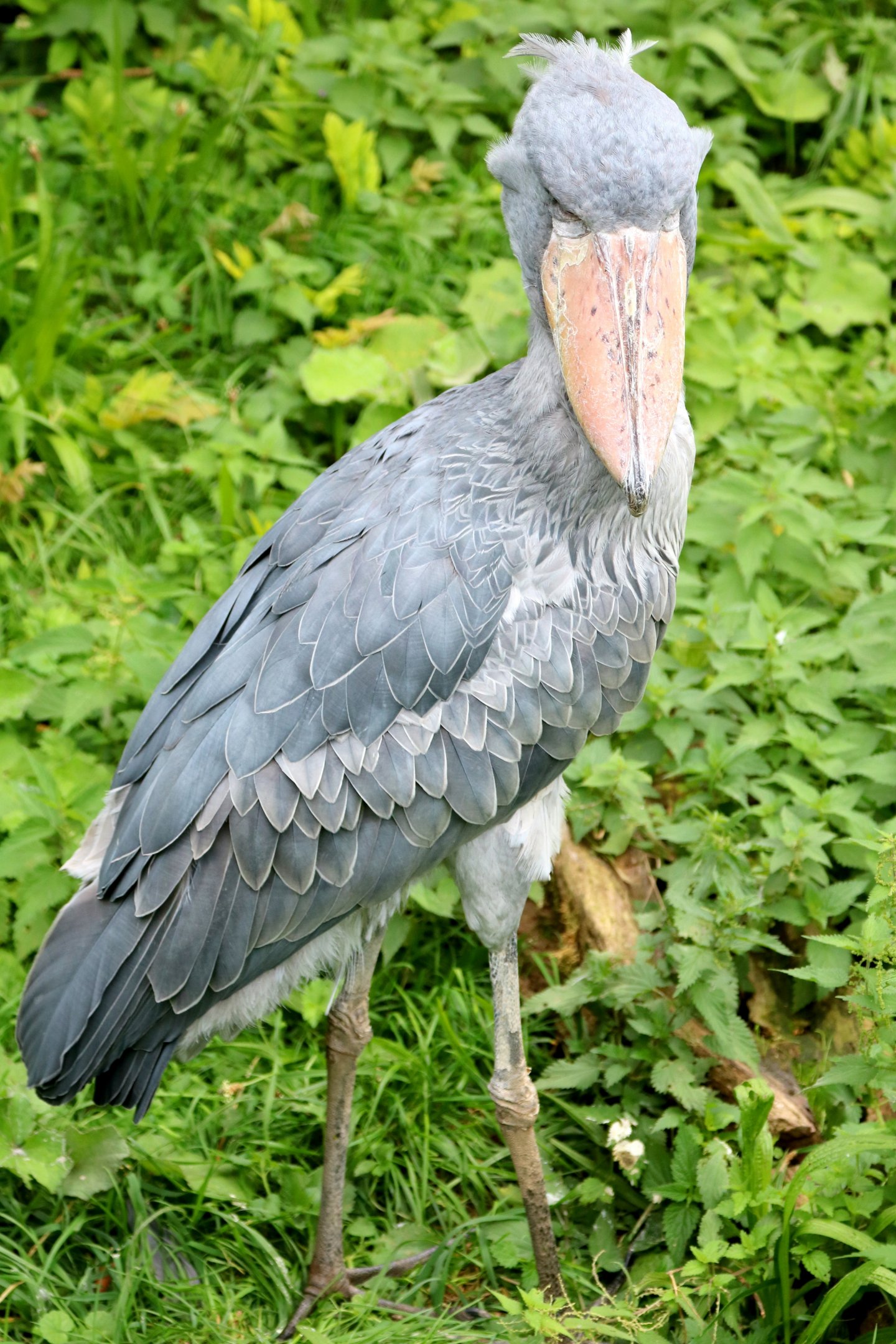 Shoebill; Pairi Daiza; 12th September 2018.JPG