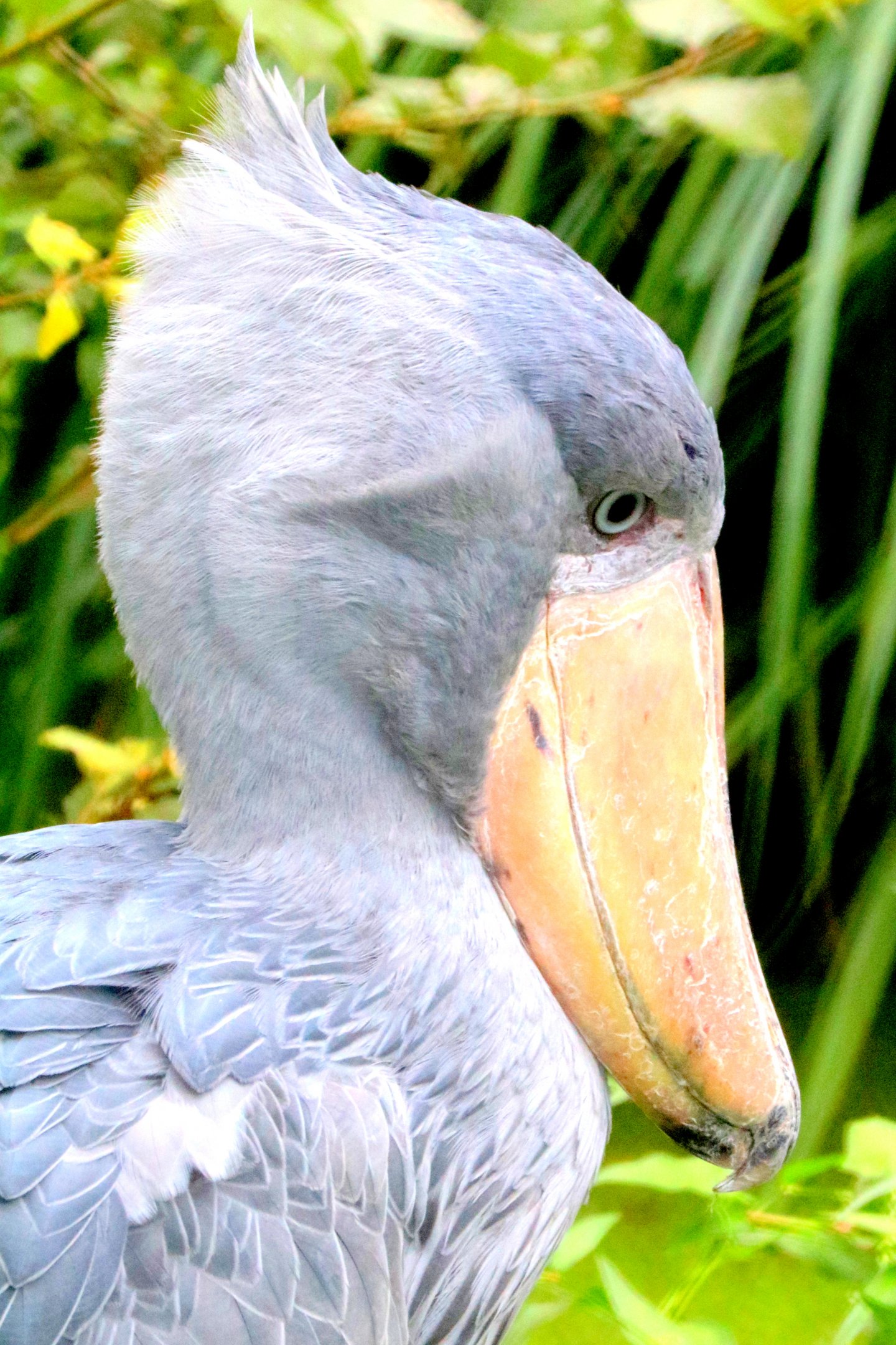 Shoebill; Pairi Daiza; 12th September 2018