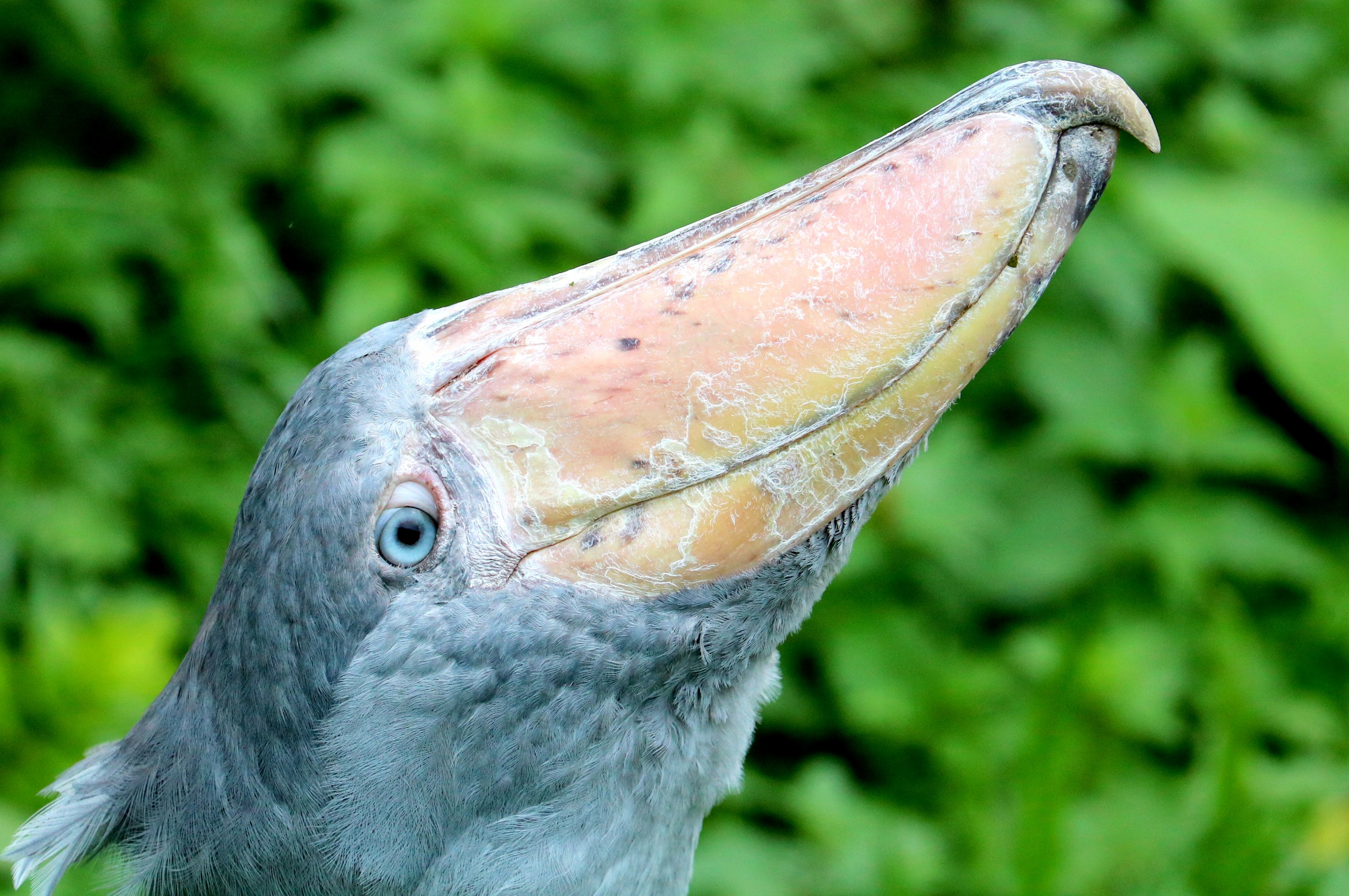 Shoebill; Pairi Daiza; 12th September 2018
