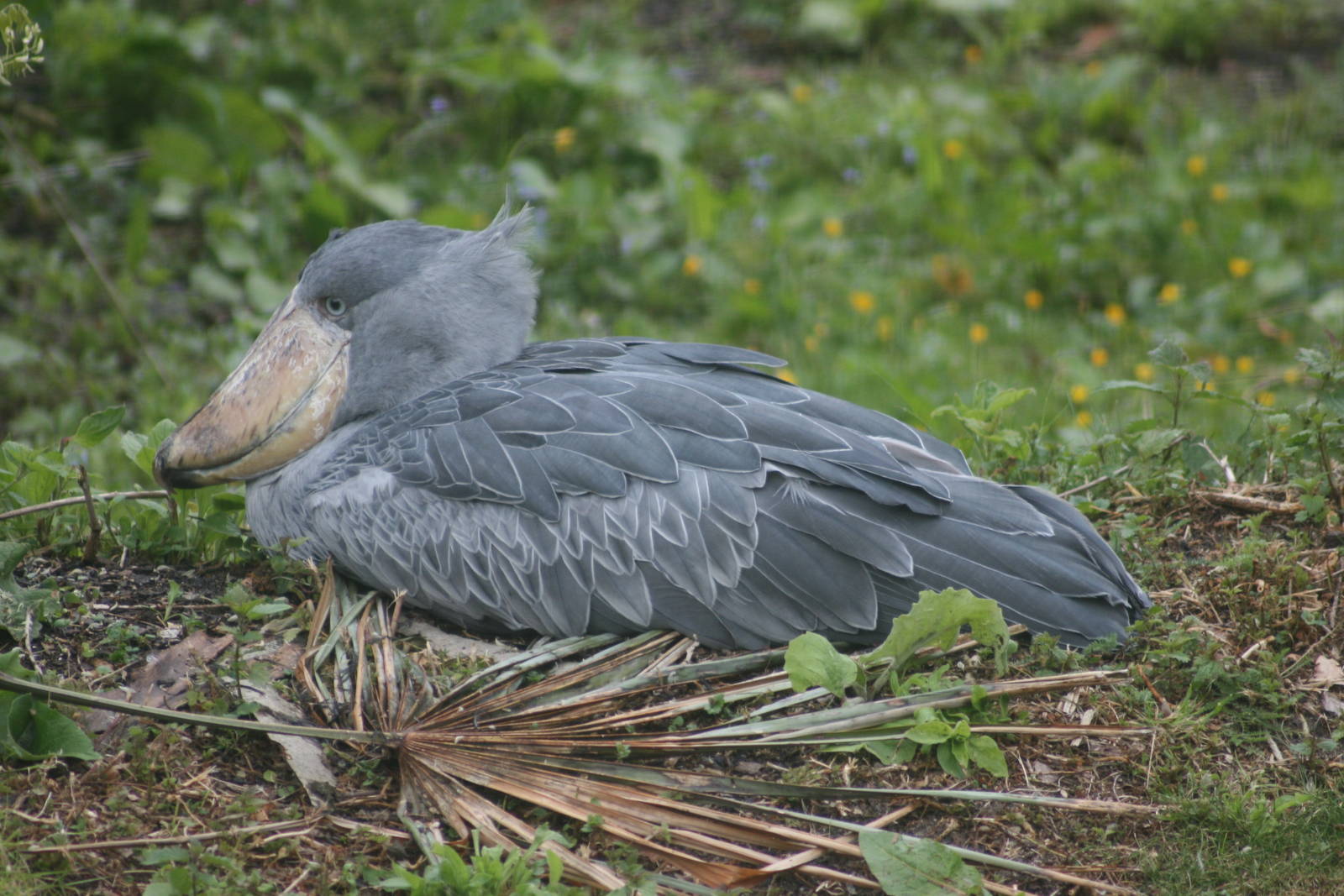 Shoebill; Parc Paradisio; 13th May 2010