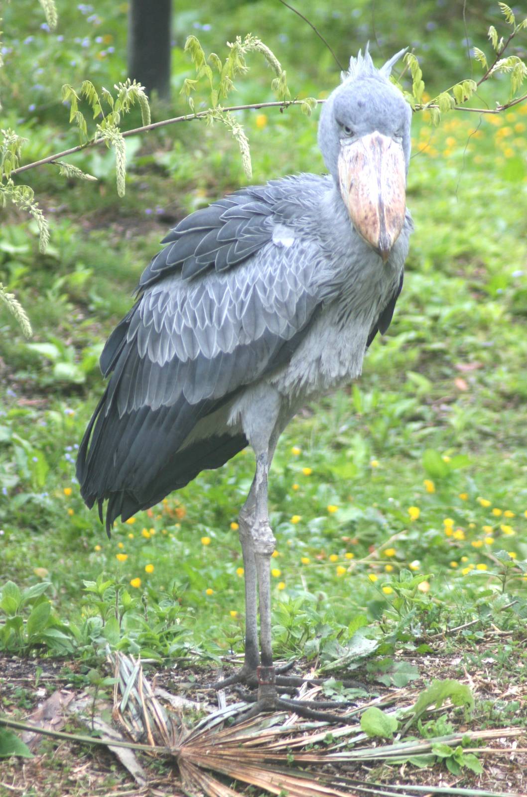 Shoebill; Parc Paradisio; 13th May 2010