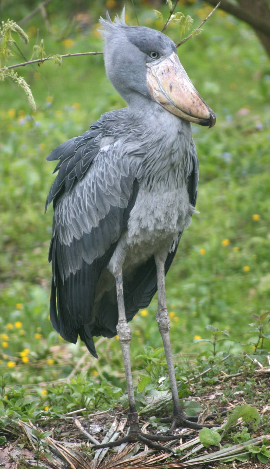 Shoebill; Parc Paradisio; 13th May 2010