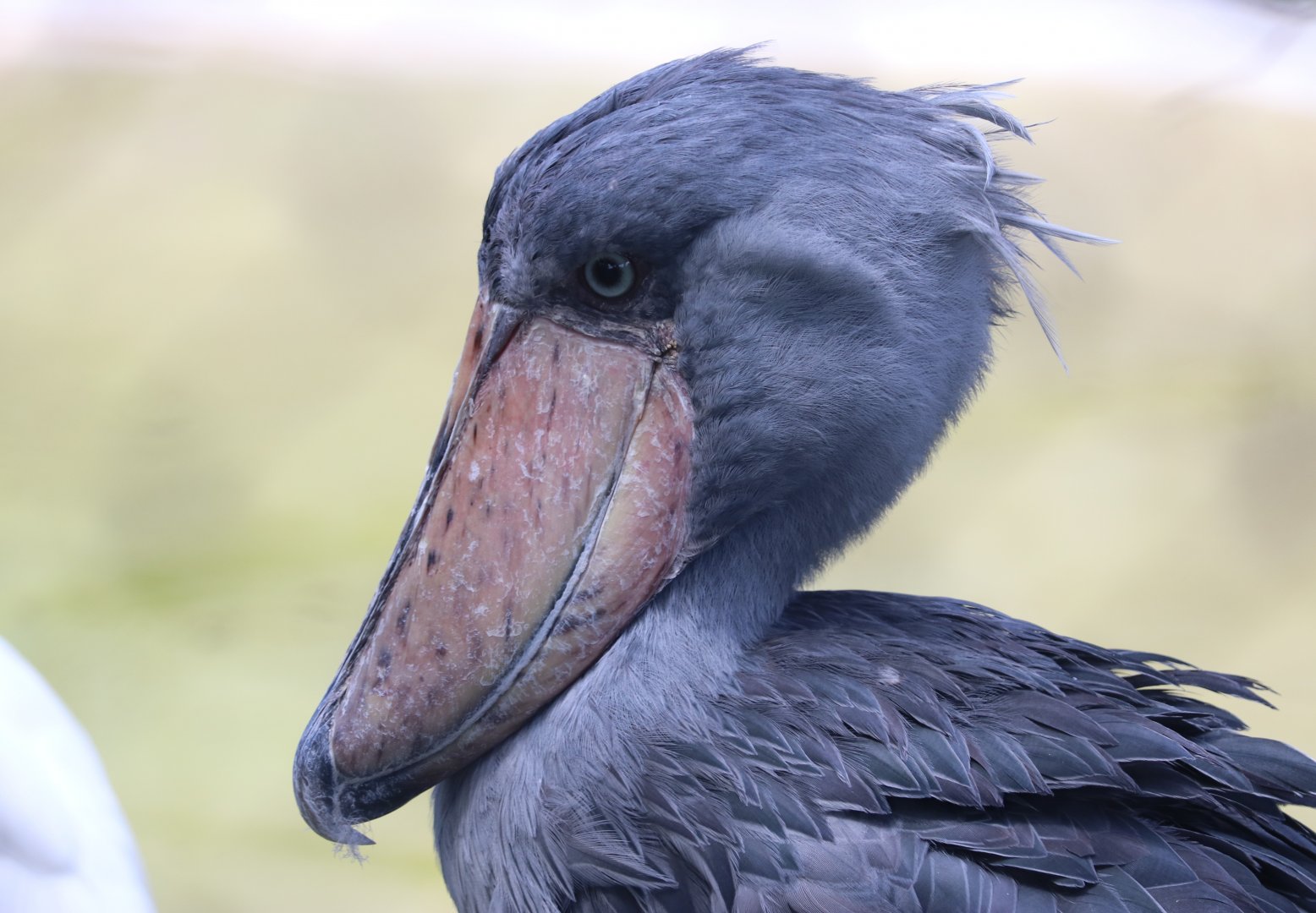 Shoebill Portrait