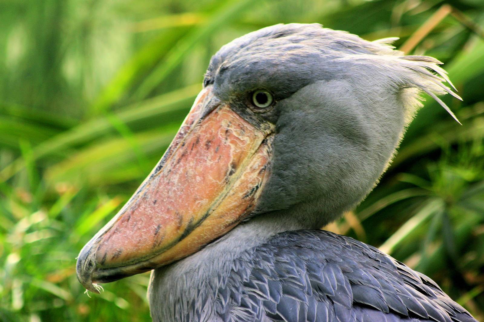 Shoebill;Prague;29th August 2012