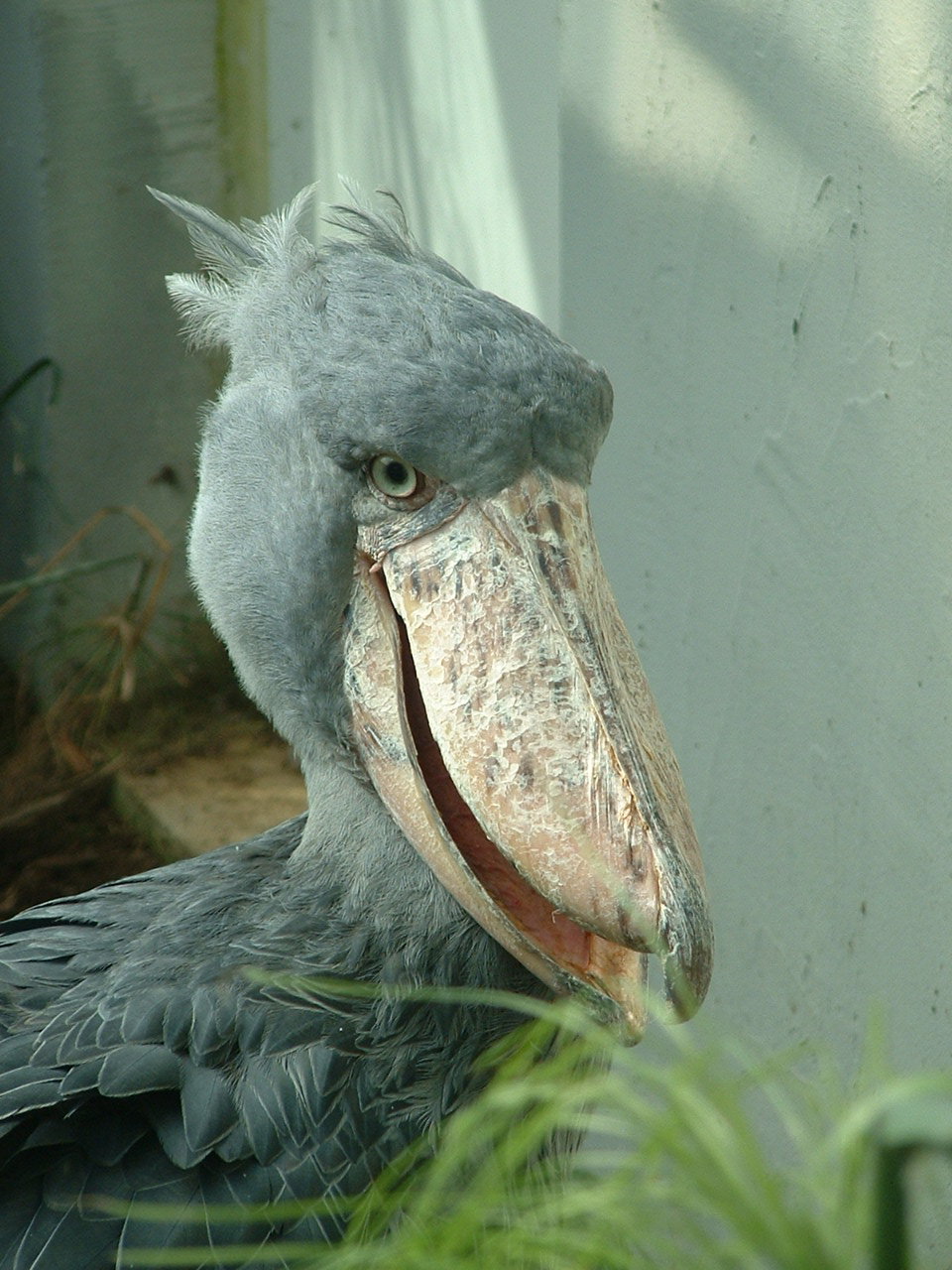 Shoebill - Prague Zoo - March 2011