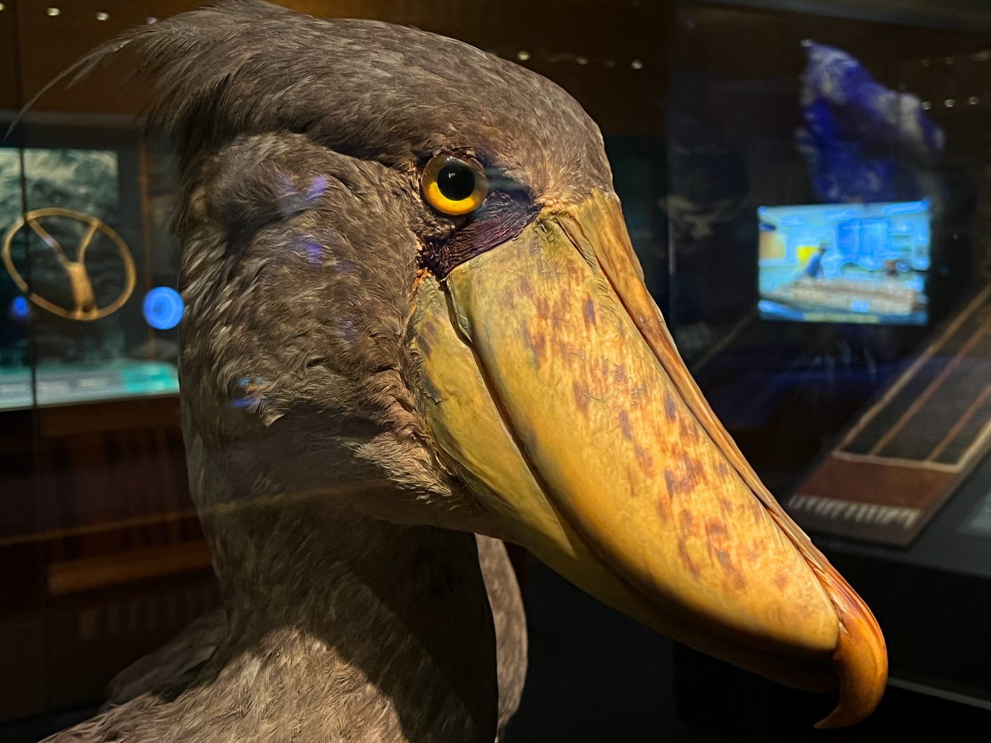 Shoebill Side Closeup