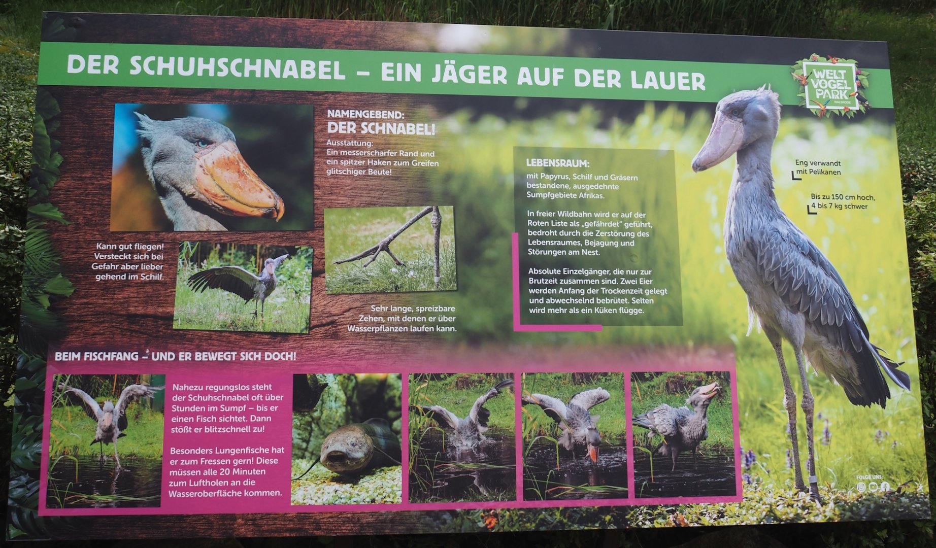 Shoebill sign, 2024-05-21
