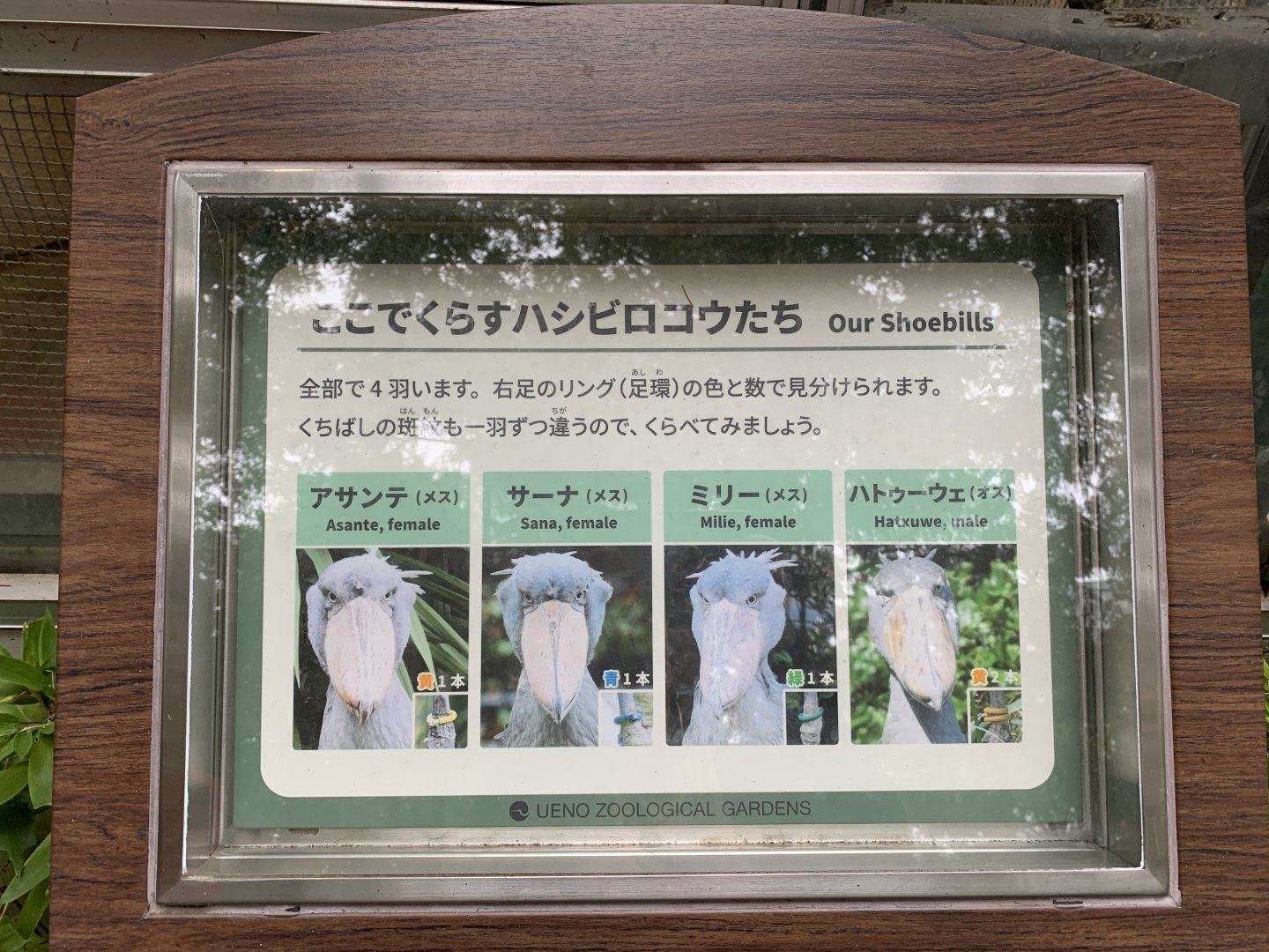 Shoebill Sign