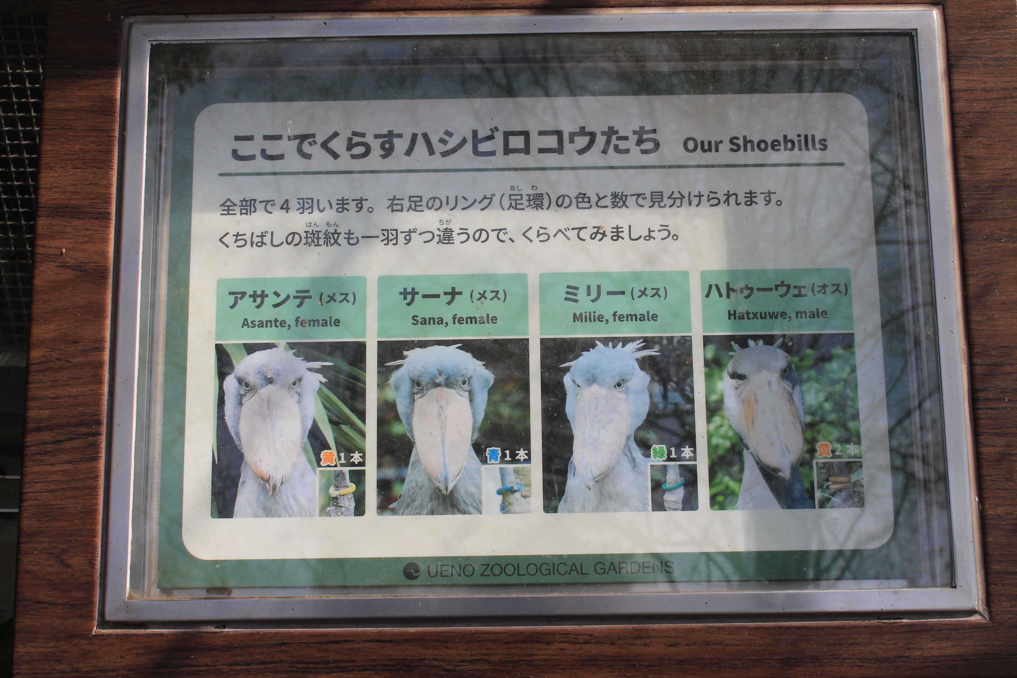 Shoebill signage