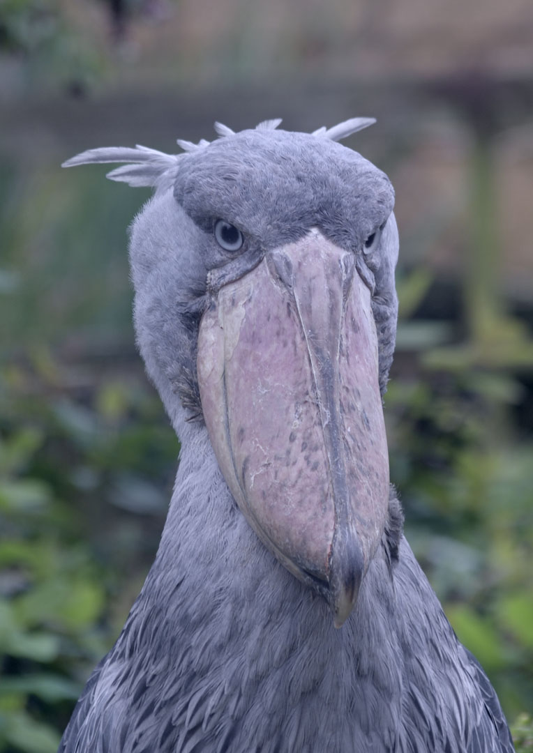 Shoebill (solemn?)