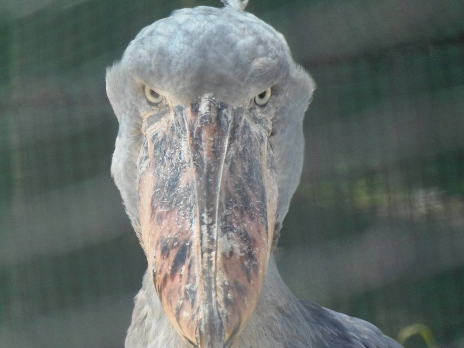 Shoebill Stare