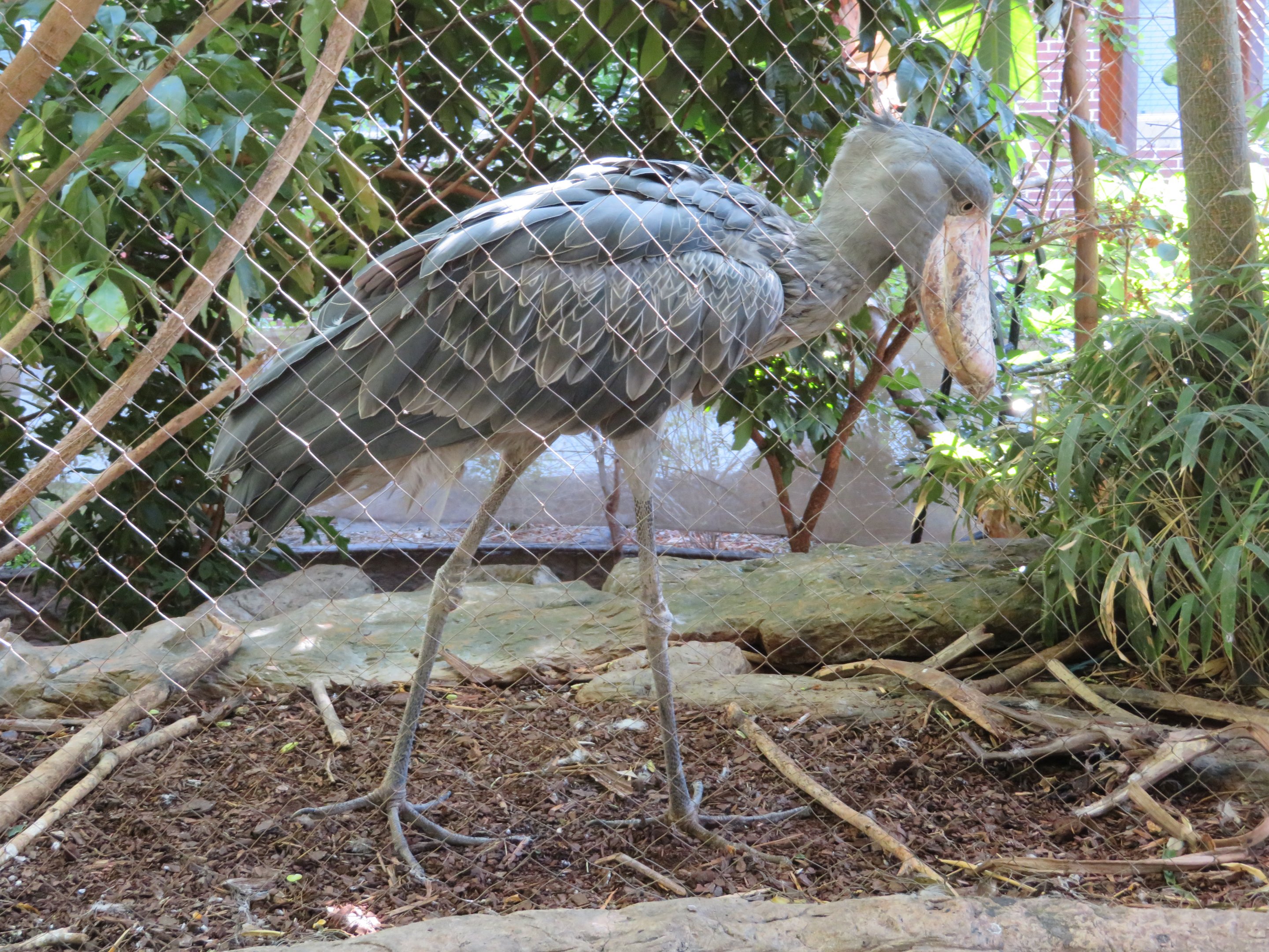 Shoebill Statuing