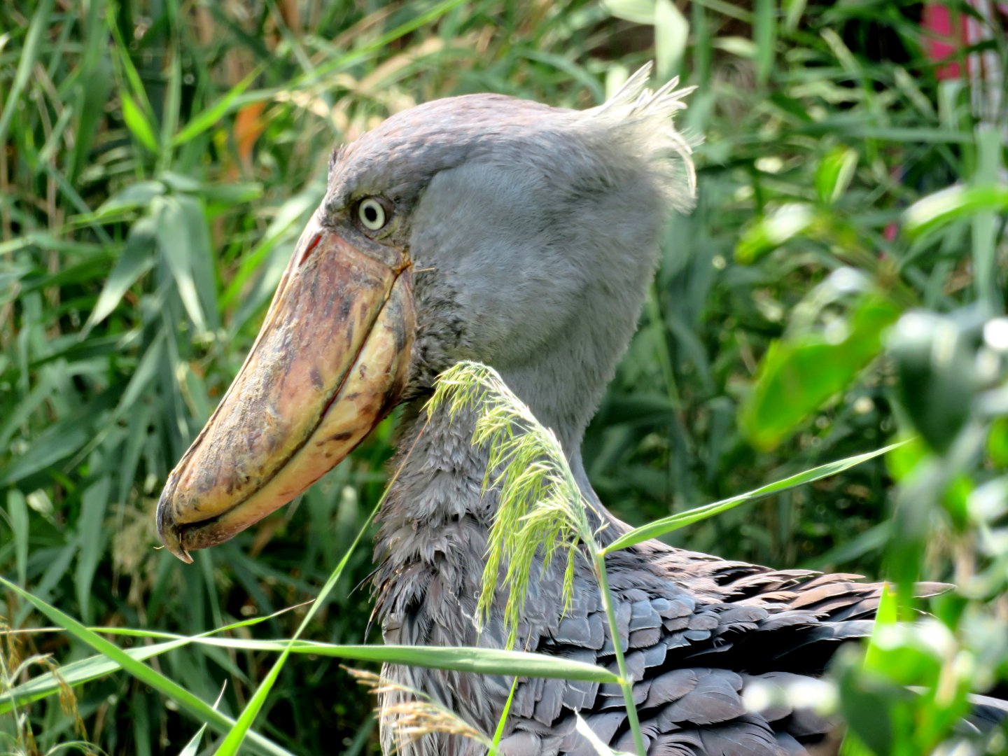 Shoebill Stork at Kobe Animal Kingdom