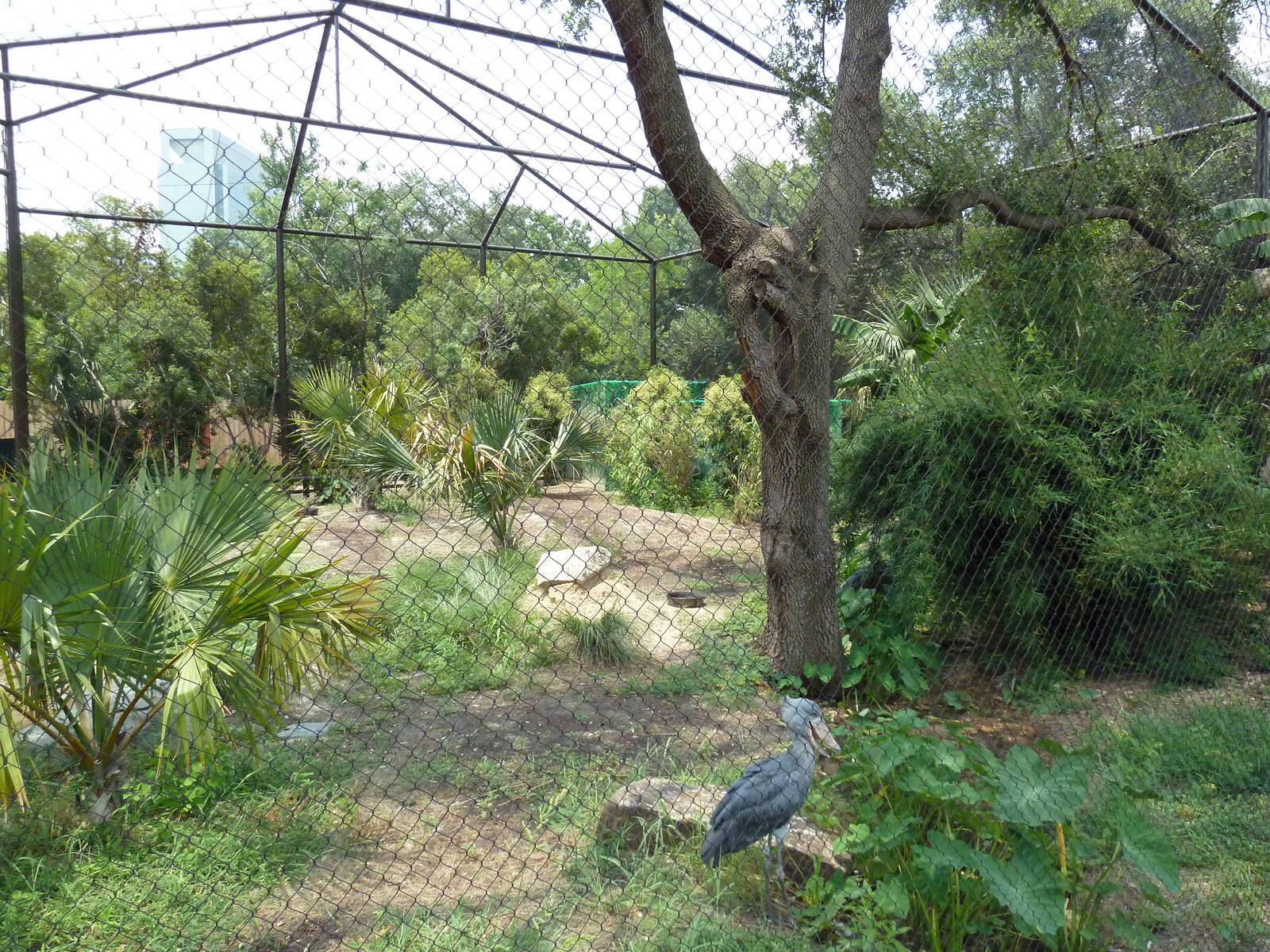 Shoebill Stork Aviary