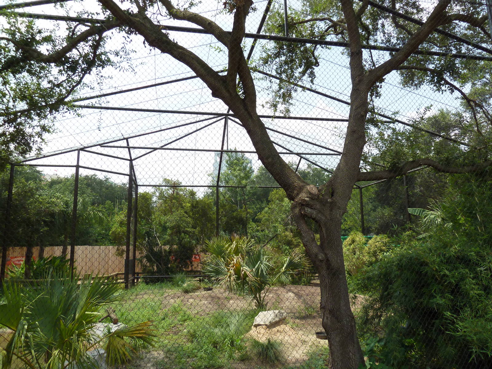 Shoebill Stork Aviary