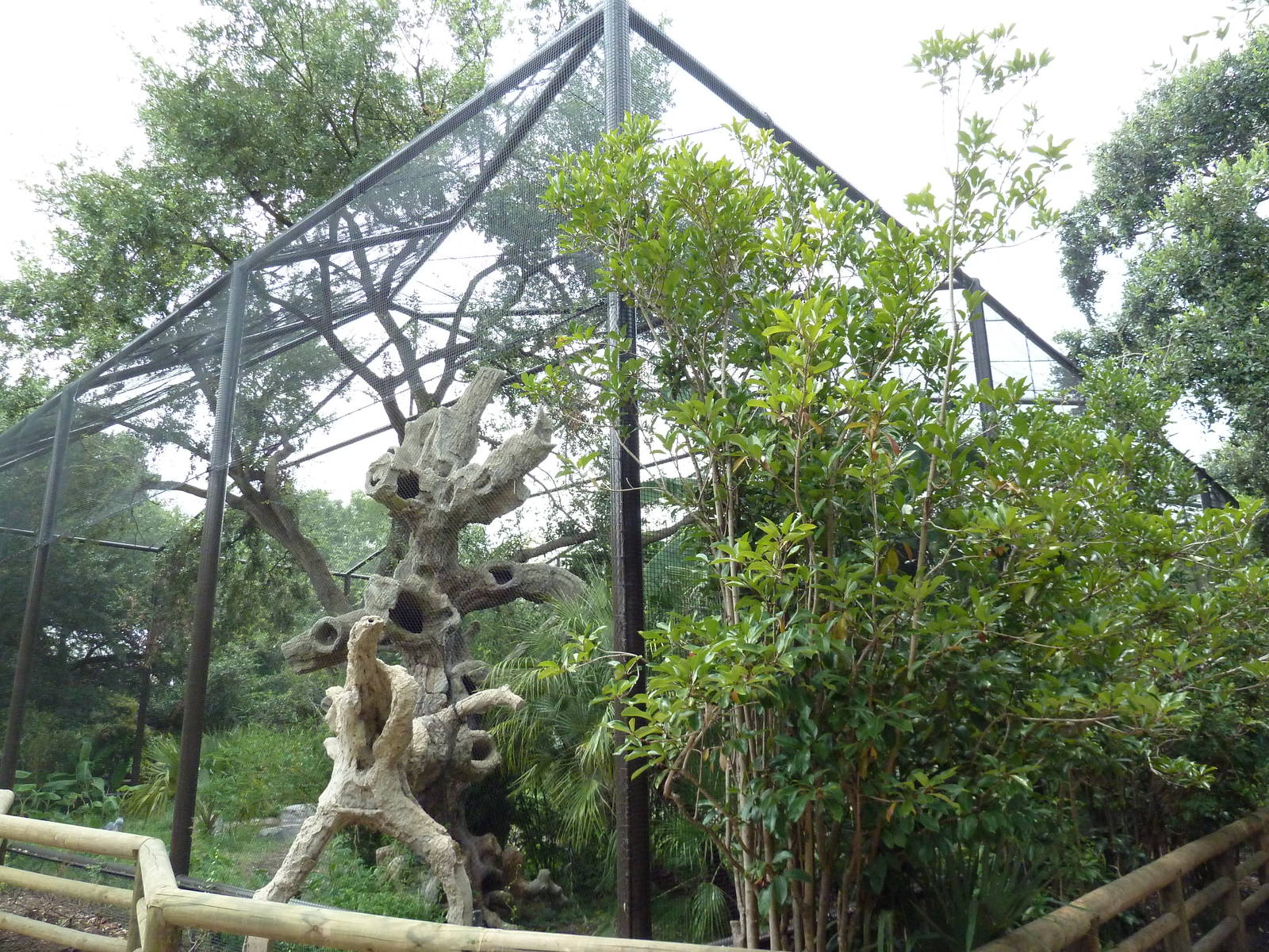 Shoebill Stork Aviary