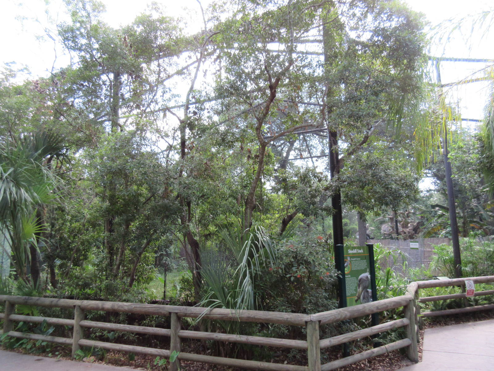 Shoebill Stork Aviary