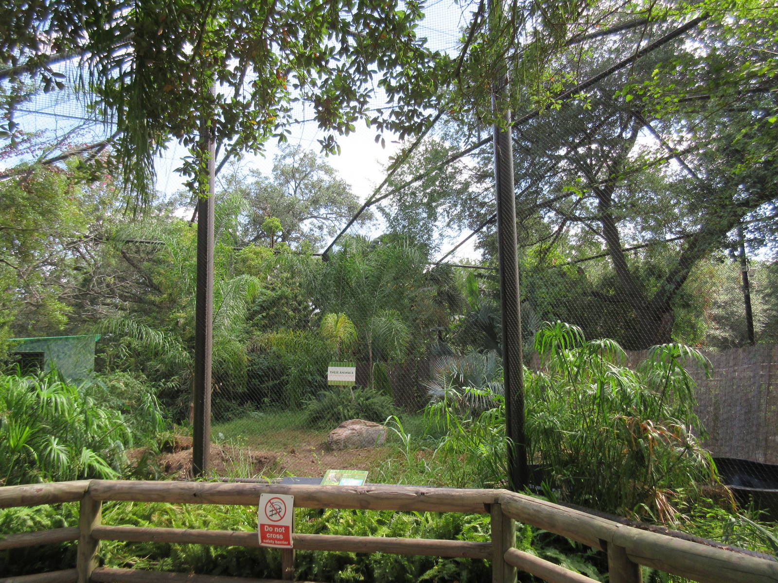 Shoebill Stork Aviary