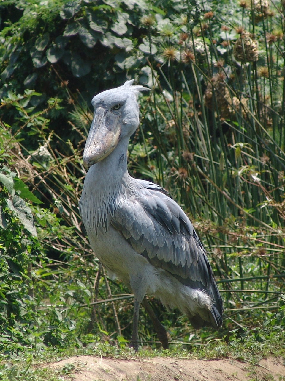 Shoebill Stork (Balaeniceps rex)