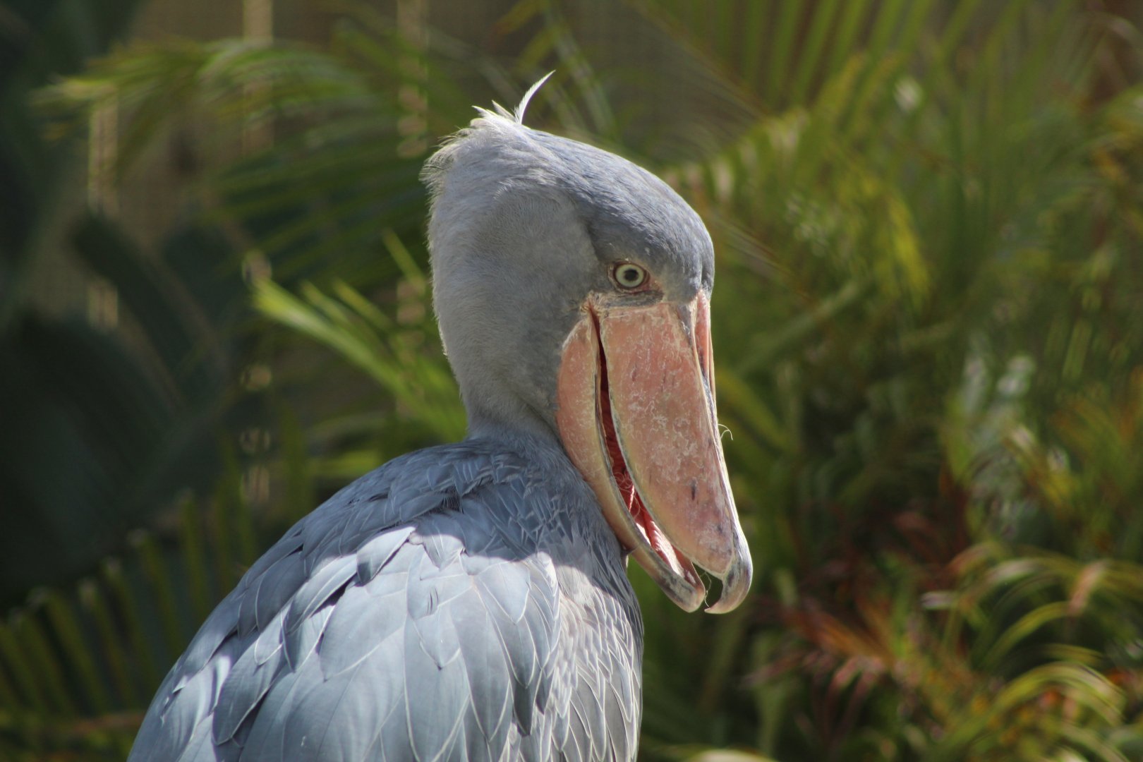 Shoebill Stork Close Up