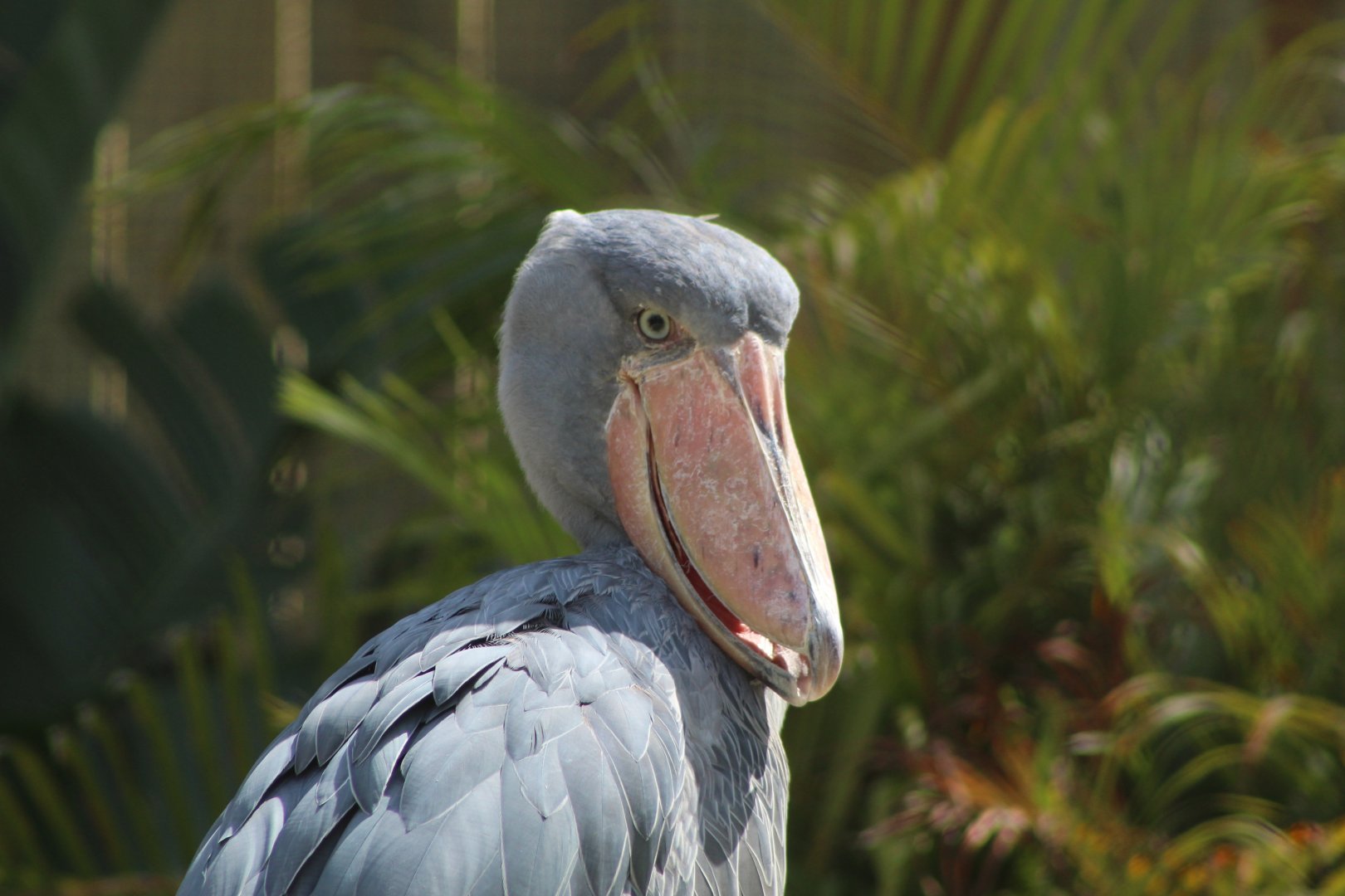 Shoebill Stork Close Up