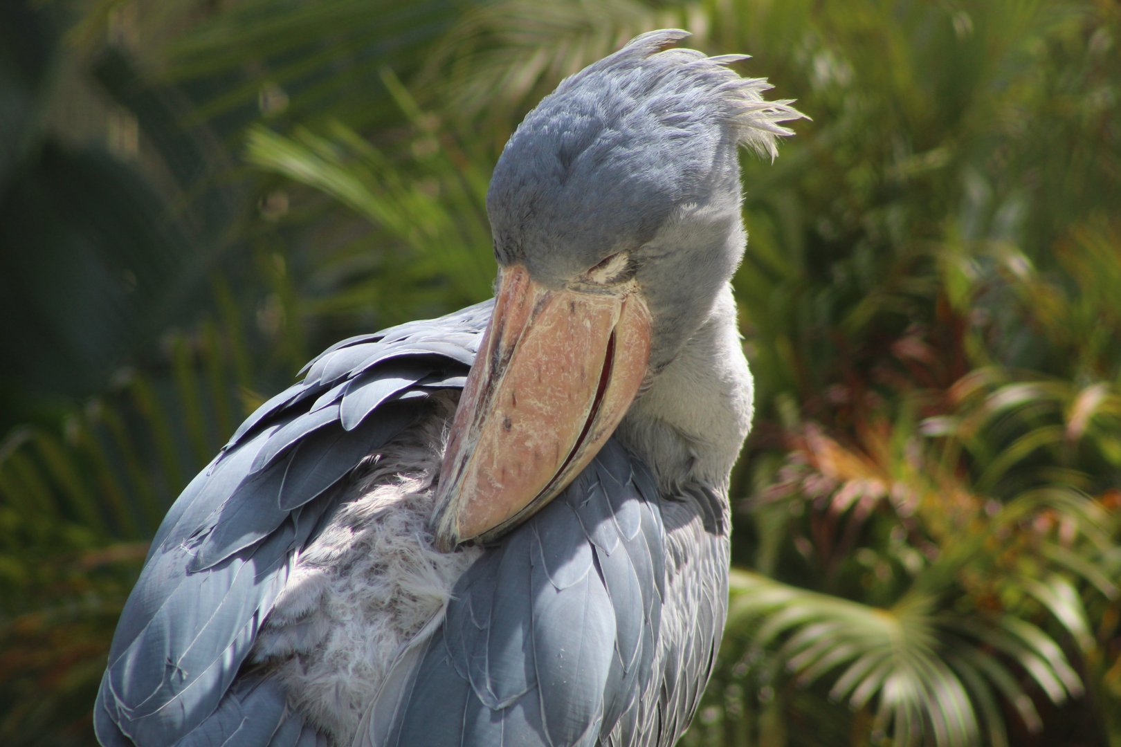 Shoebill Stork Close Up