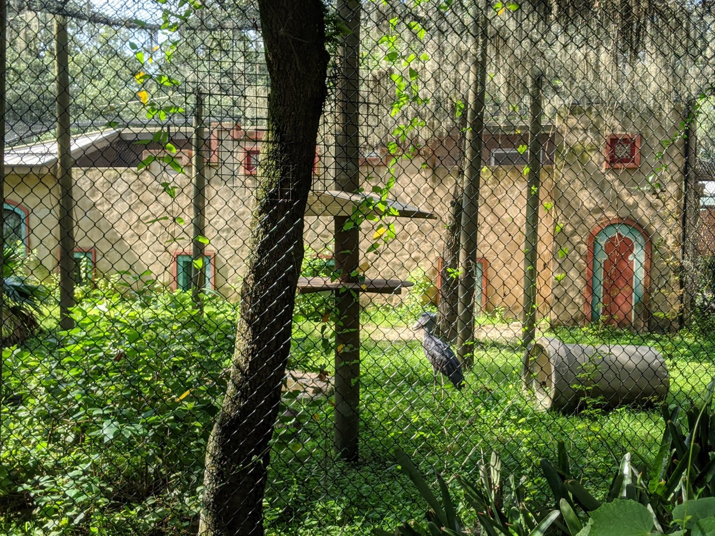Shoebill stork enclosure #2