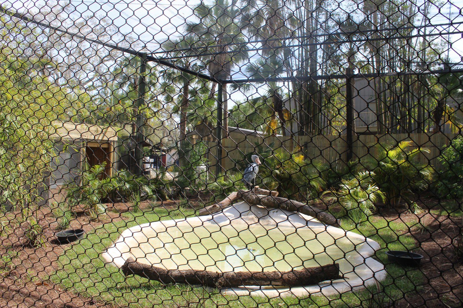 Shoebill Stork Exhibit (New in 2021)