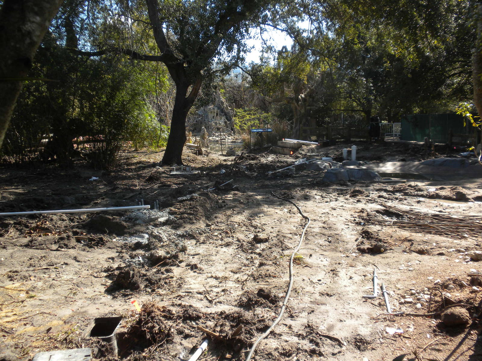 Shoebill Stork Exhibit