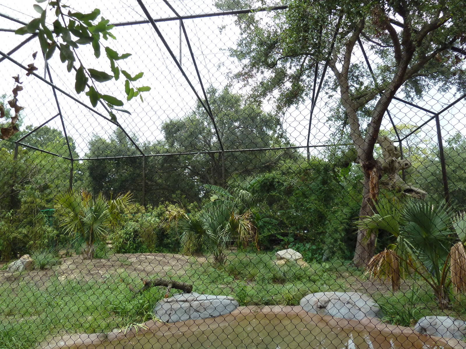 Shoebill Stork Exhibit