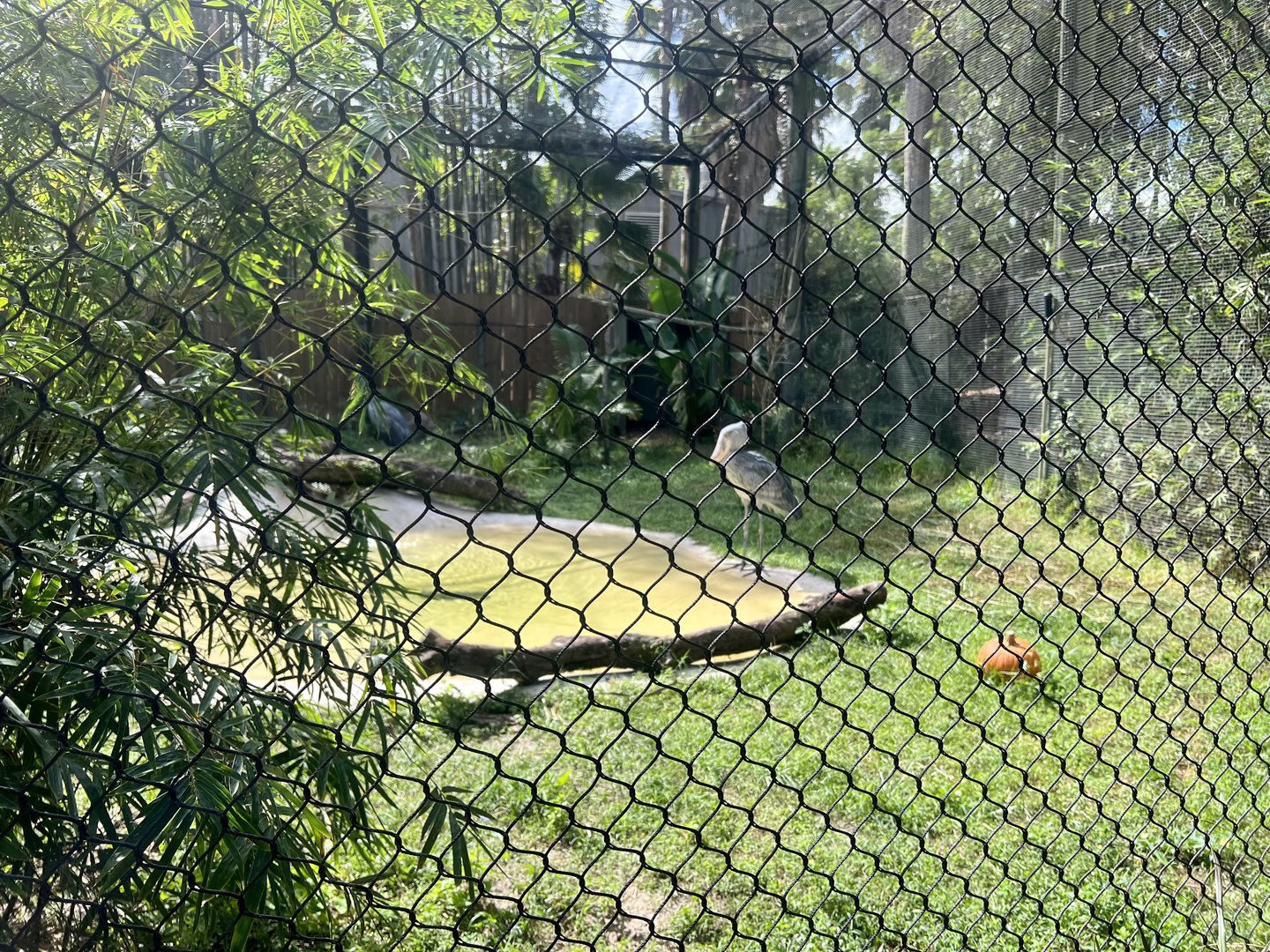 Shoebill Stork Exhibit