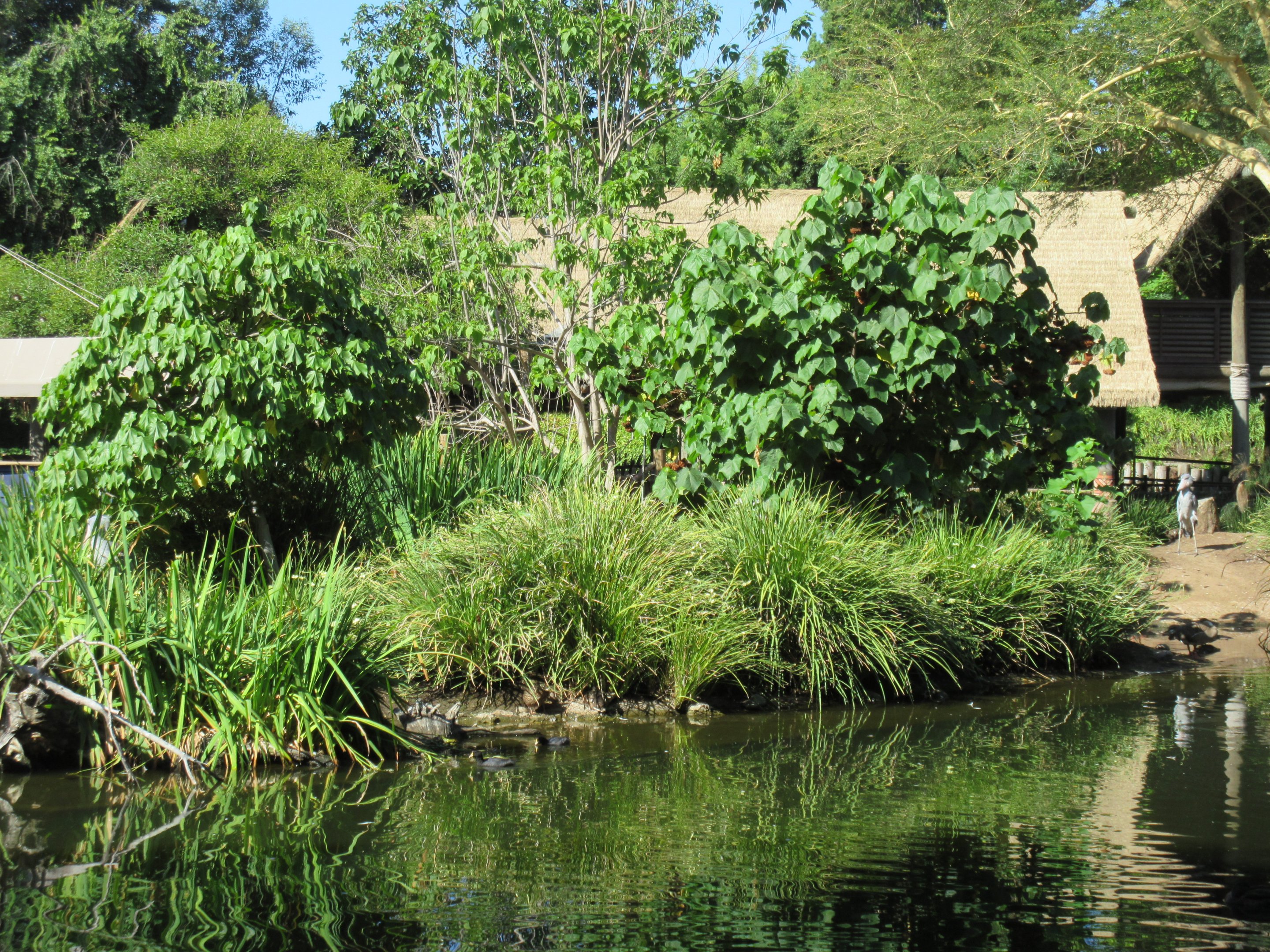 Shoebill Stork Island (see the stork?)