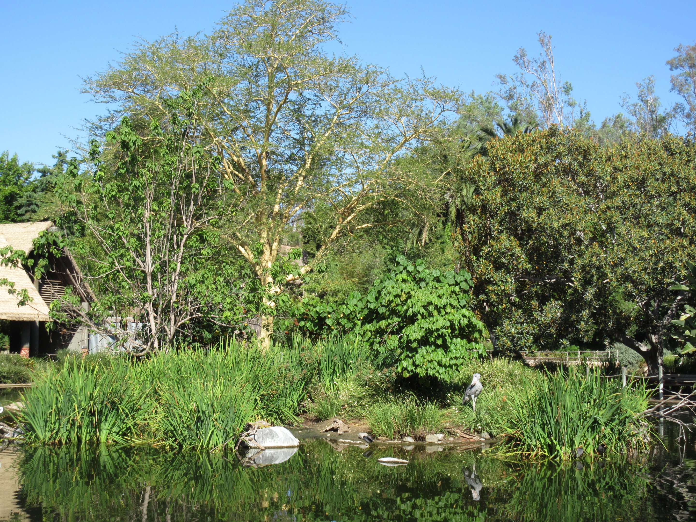 Shoebill Stork Island (see the stork?)