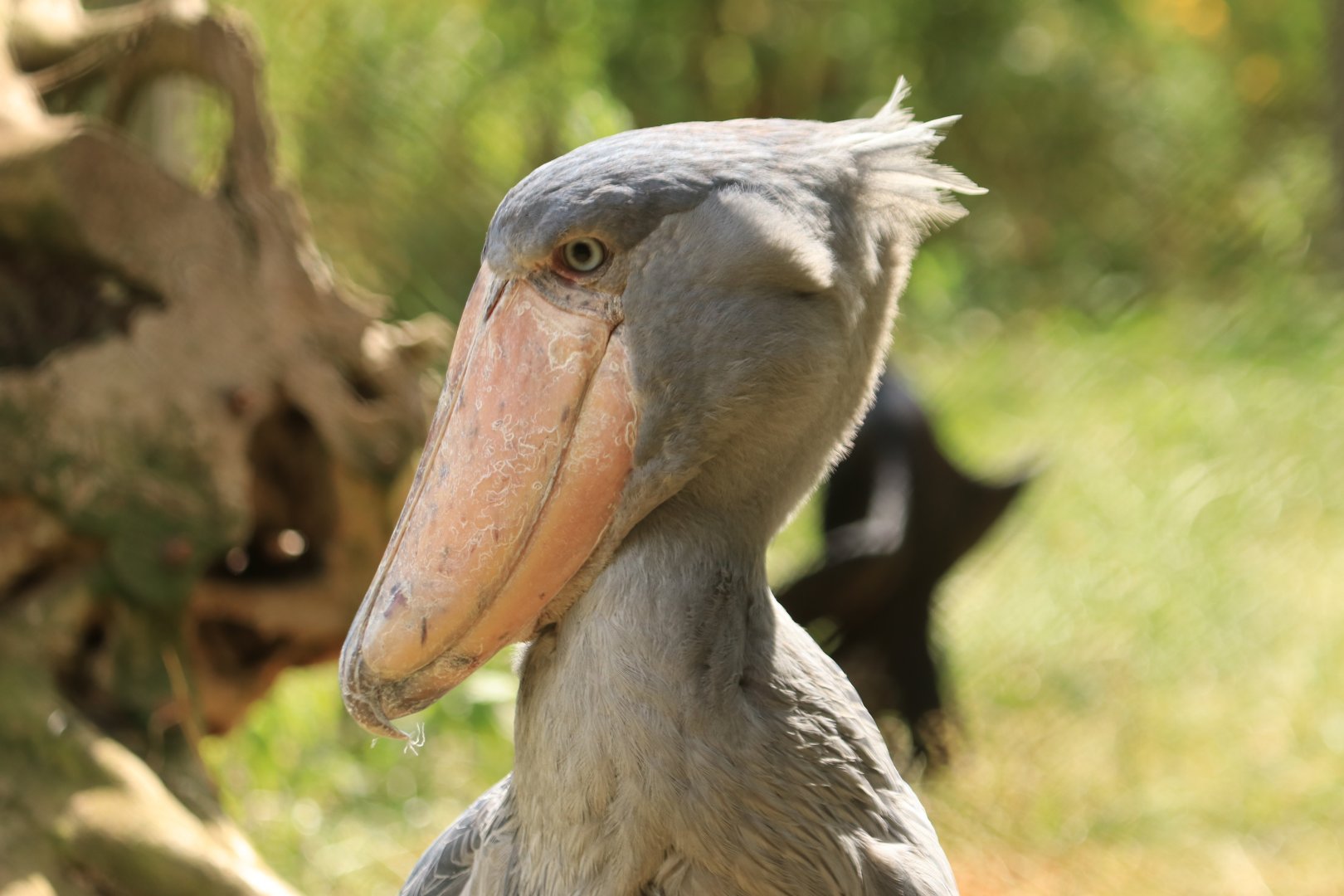 Shoebill Stork (July 2019)