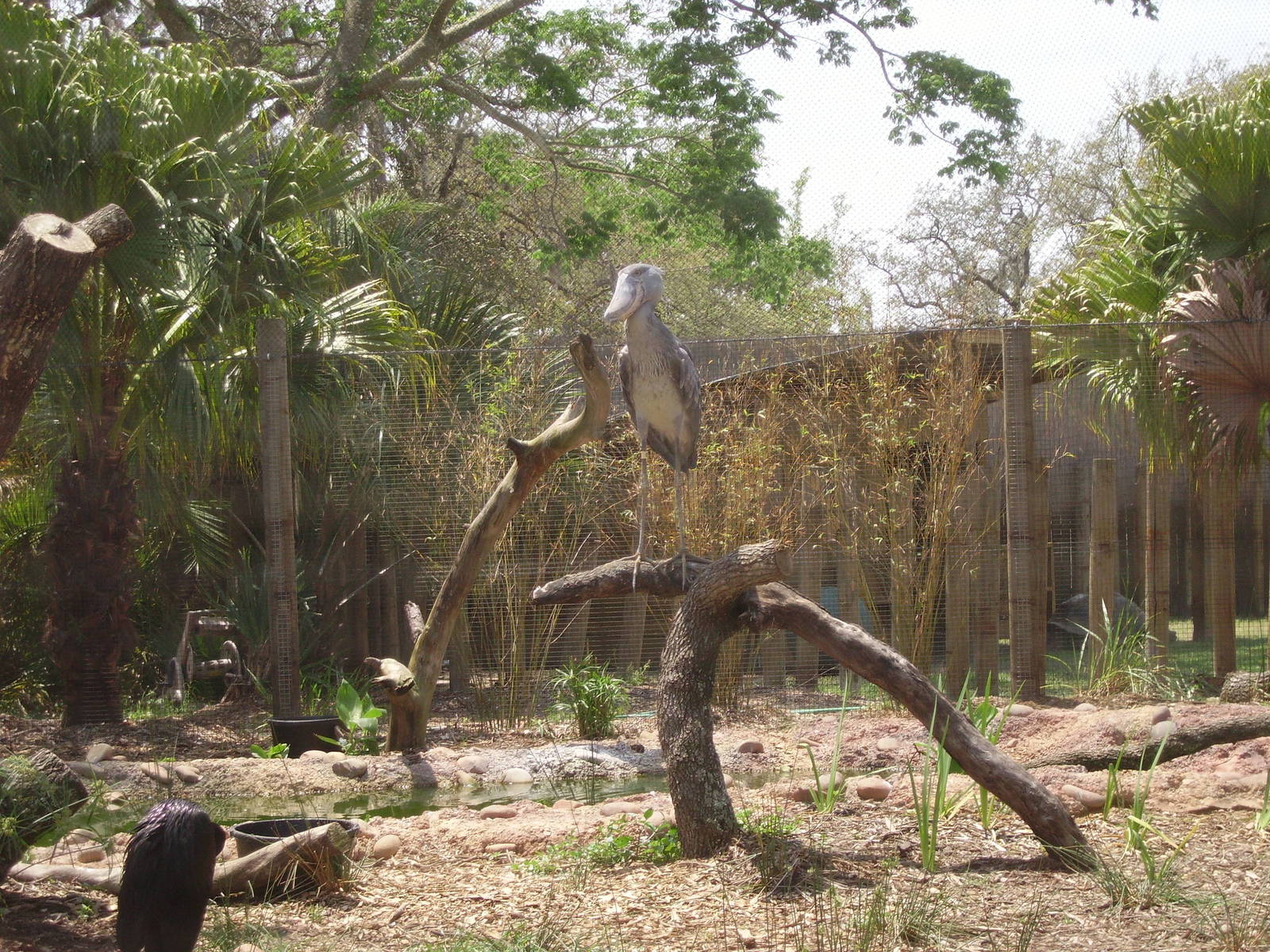 Shoebill Stork - Lowry Park Zoo