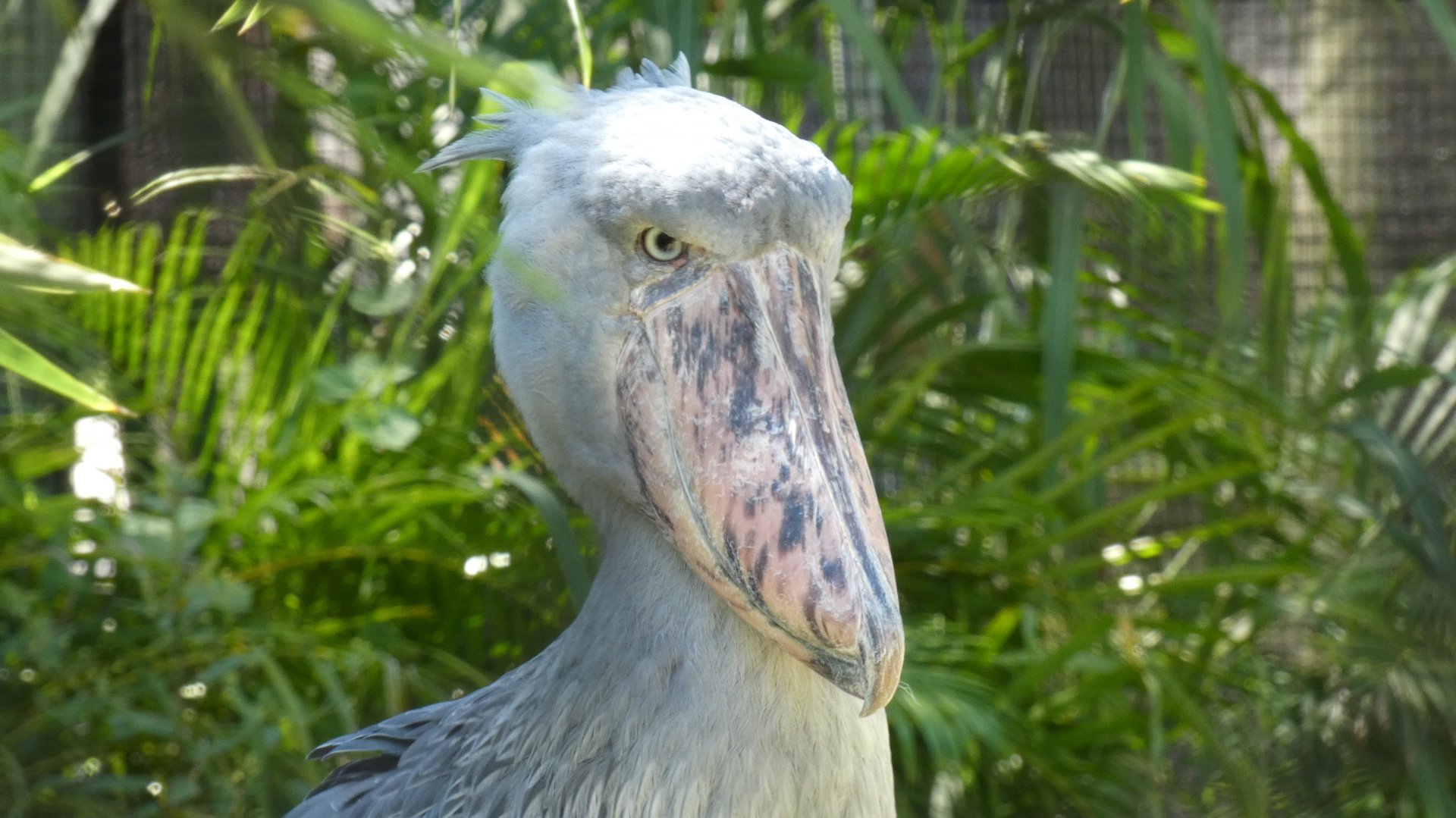Shoebill Stork, Safari Africa & The Ituri Forest - Aug. 2021