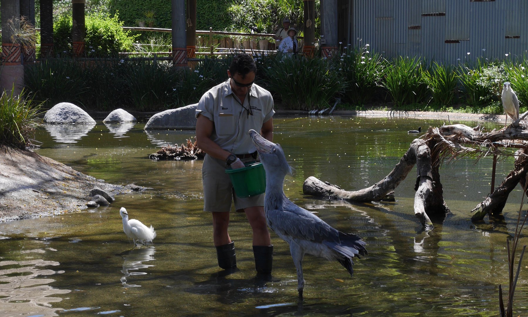 Shoebill Stork Swallowing a Fish - My First US Zoo Trip