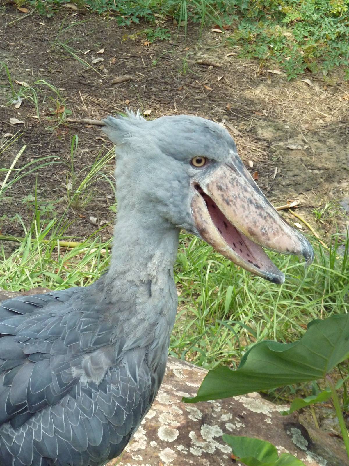Shoebill Stork