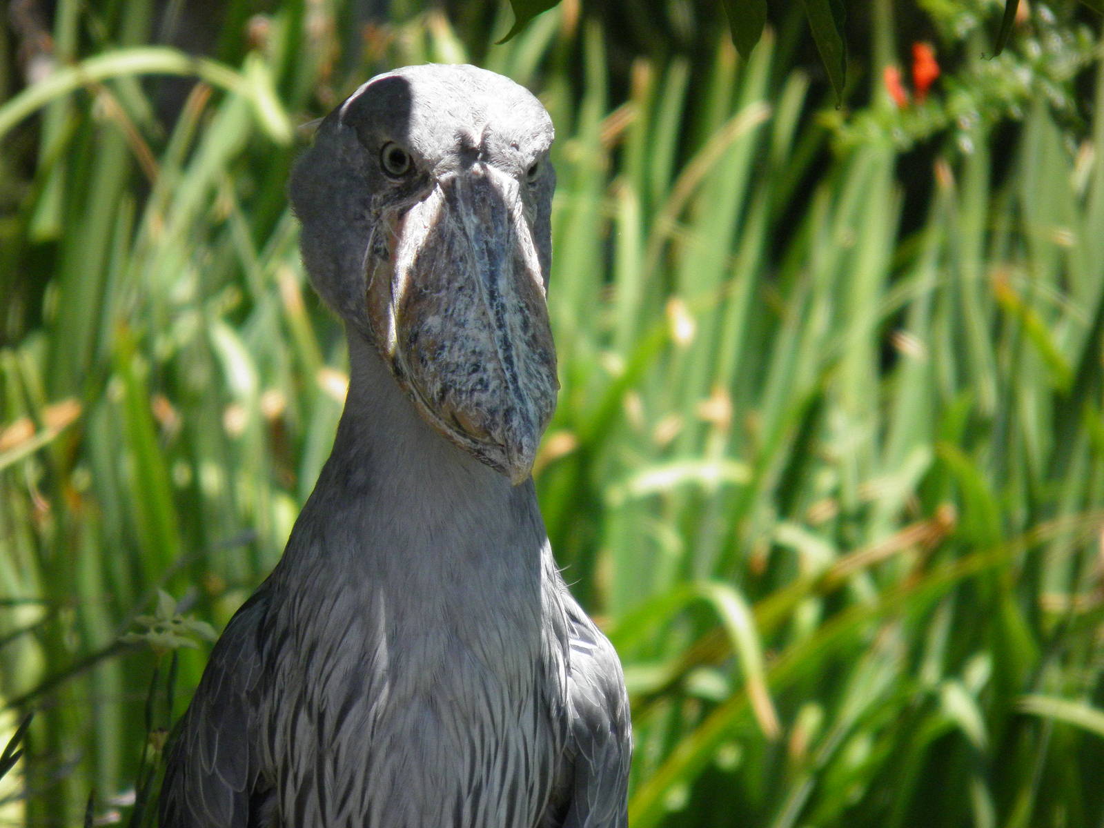 Shoebill Stork