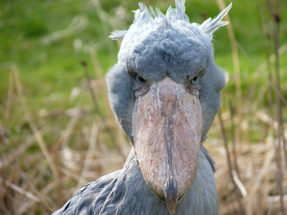 Shoebill stork