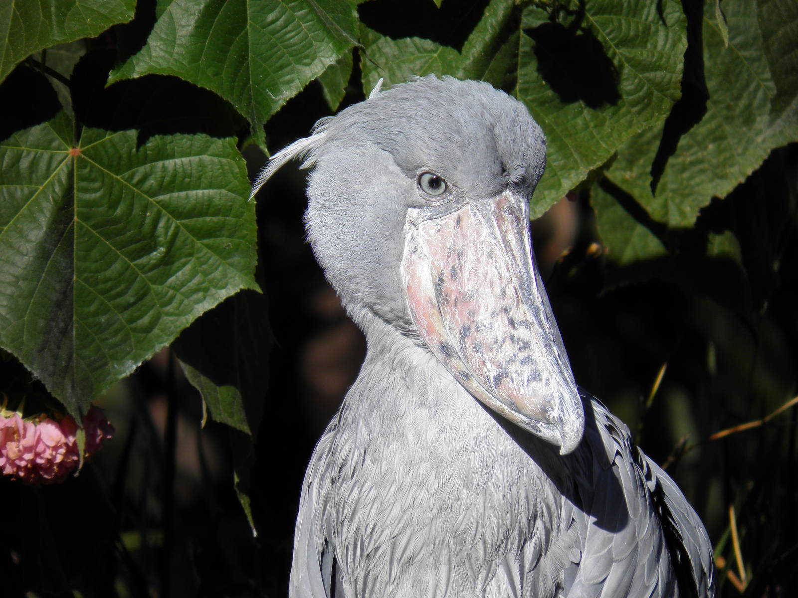 Shoebill Stork
