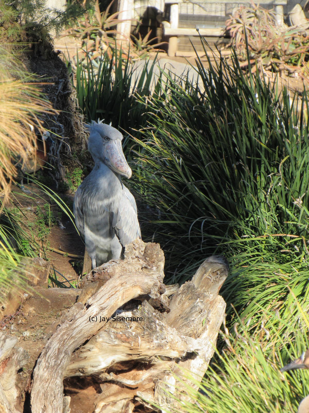 Shoebill Stork
