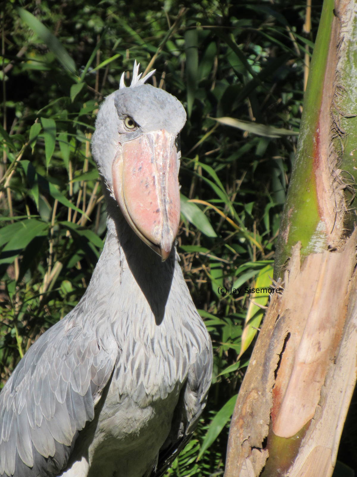Shoebill Stork